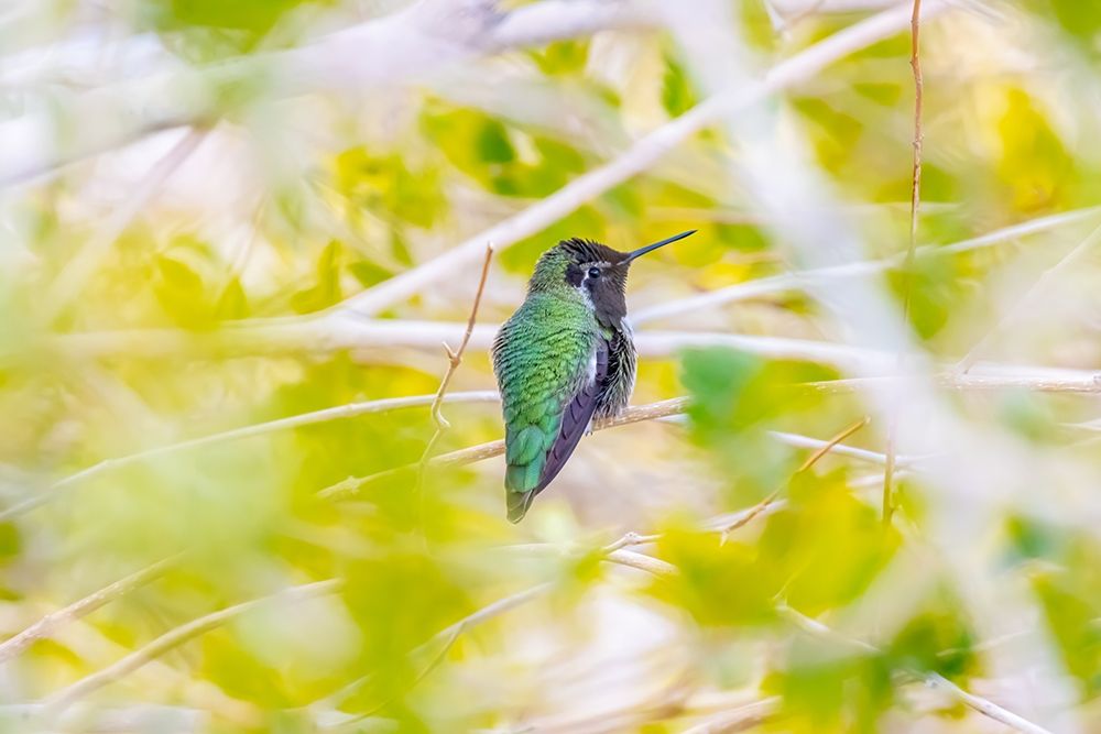 Arizona-Lake Havasu City Male Annas hummingbird on limb art print by Jaynes Gallery for $57.95 CAD