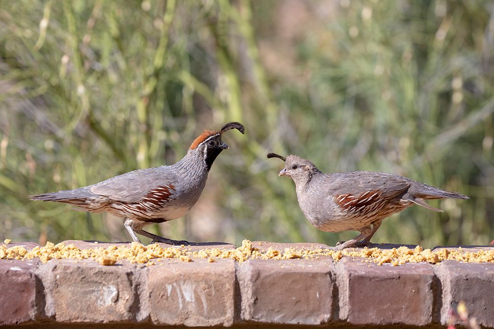 USA-Arizona-Buckeye-Pair of Gambels quail feeding on brick wall art print by Jaynes Gallery for $57.95 CAD