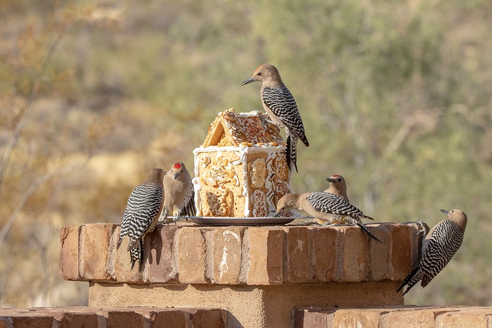 USA-Arizona-Buckeye-Gila woodpeckers and house made with bird seed and suet art print by Jaynes Gallery for $57.95 CAD