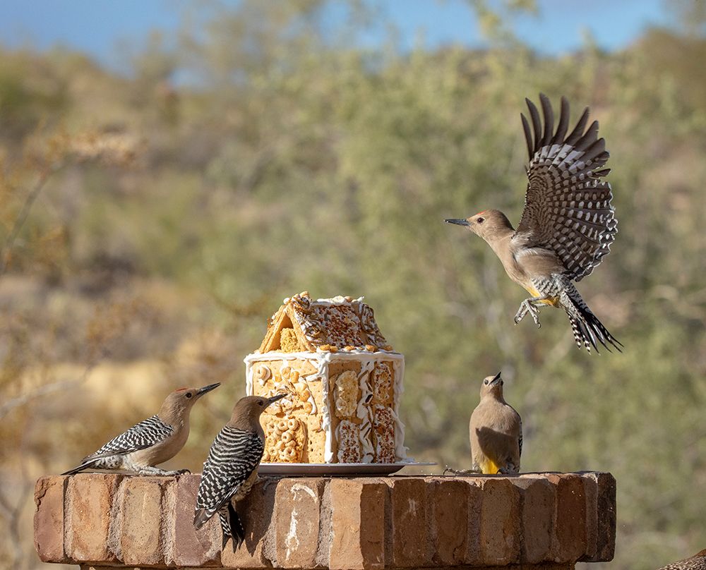 USA-Arizona-Buckeye-Gila woodpeckers and house made with bird seed and suet art print by Jaynes Gallery for $57.95 CAD
