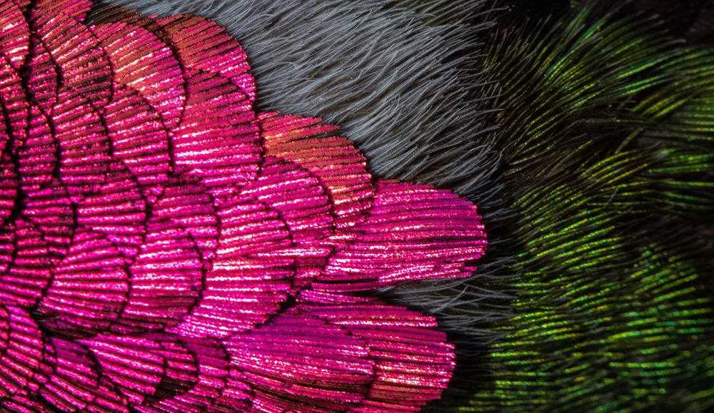USA-Arizona-Close-up of hummingbird feathers art print by Jaynes Gallery for $57.95 CAD