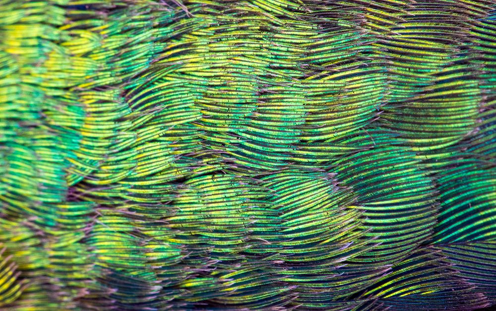 USA-Arizona-Close-up of hummingbird feathers art print by Jaynes Gallery for $57.95 CAD