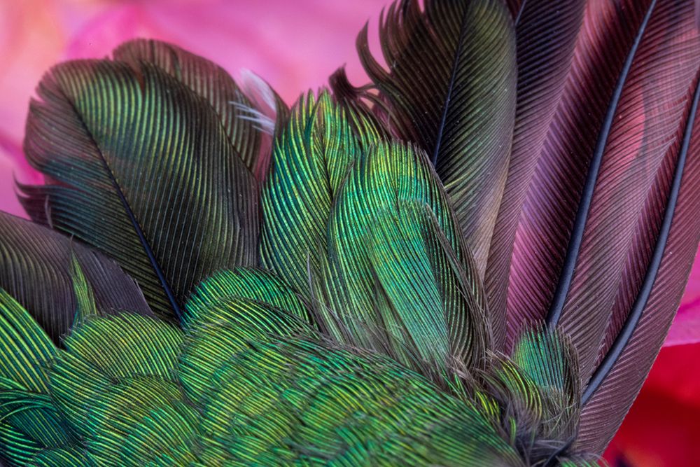 USA-Arizona-Close-up of hummingbird feathers art print by Jaynes Gallery for $57.95 CAD