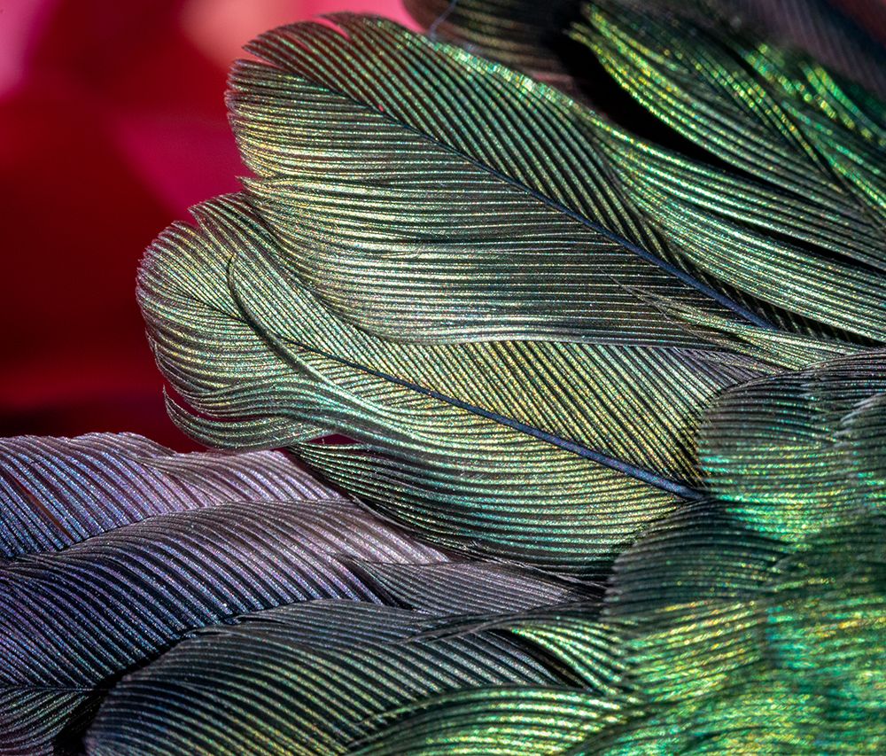 USA-Arizona-Close-up of hummingbird feathers art print by Jaynes Gallery for $57.95 CAD
