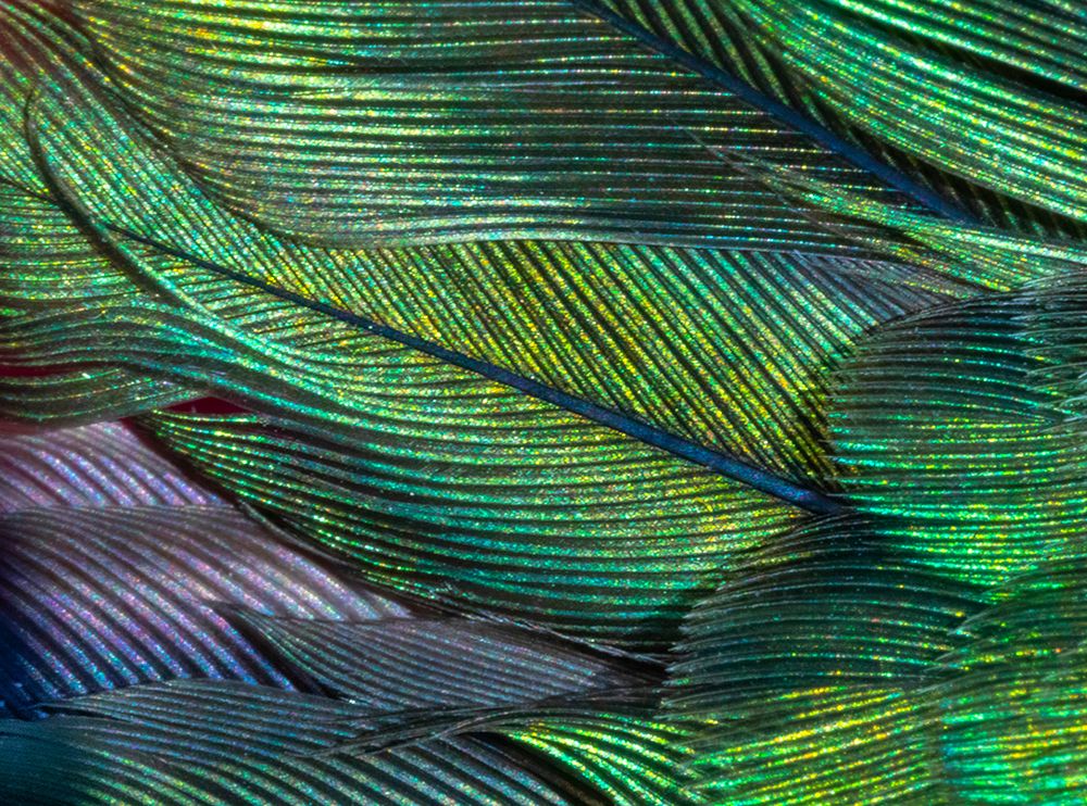 USA-Arizona-Close-up of hummingbird feathers art print by Jaynes Gallery for $57.95 CAD