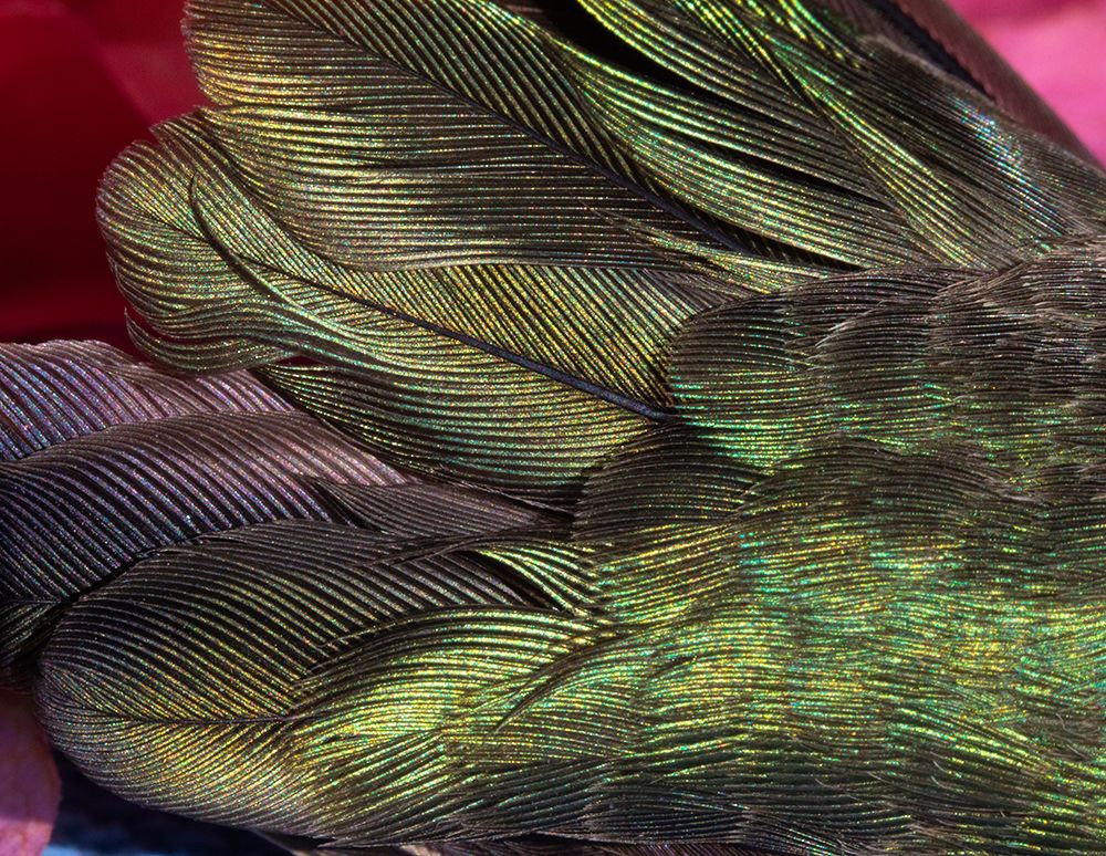 USA-Arizona-Close-up of hummingbird feathers art print by Jaynes Gallery for $57.95 CAD