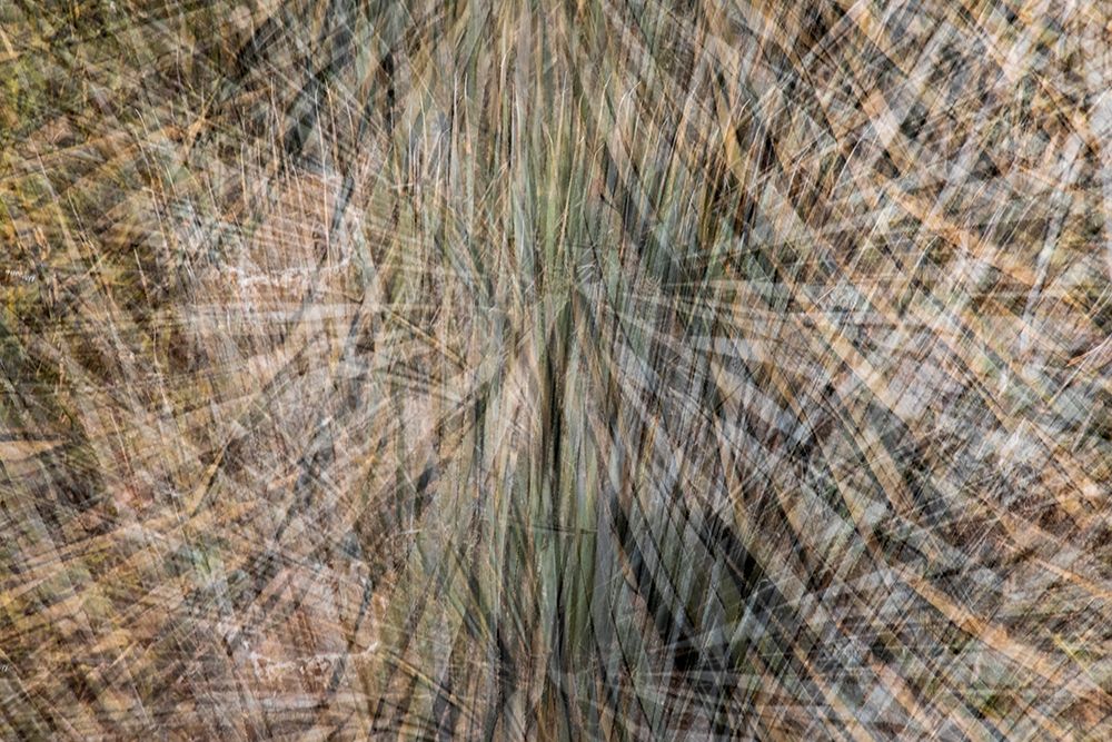 USA-Arizona-Phoenix-Yucca cactus abstract art print by Jaynes Gallery for $57.95 CAD
