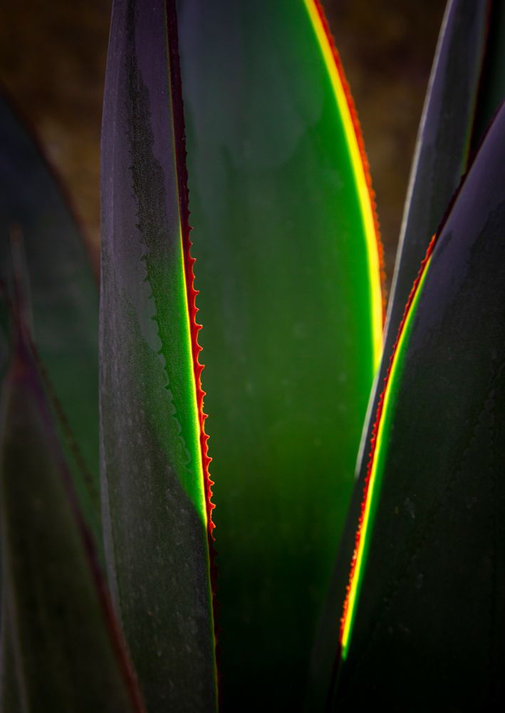 USA-Arizona-Phoenix-Backlit variegated agave cactus art print by Jaynes Gallery for $57.95 CAD