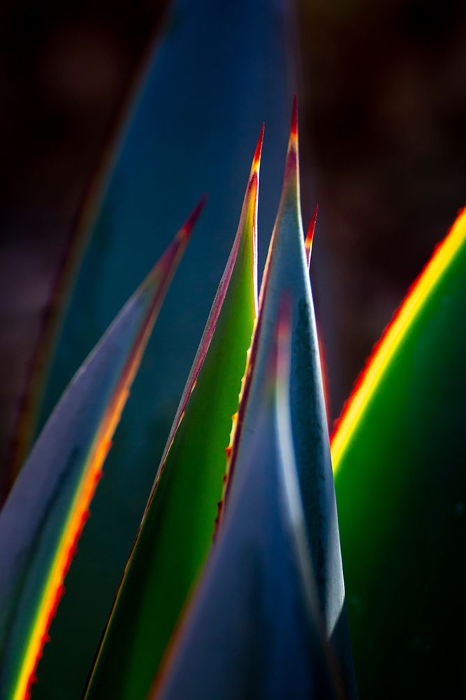 USA-Arizona-Phoenix-Backlit variegated agave cactus art print by Jaynes Gallery for $57.95 CAD