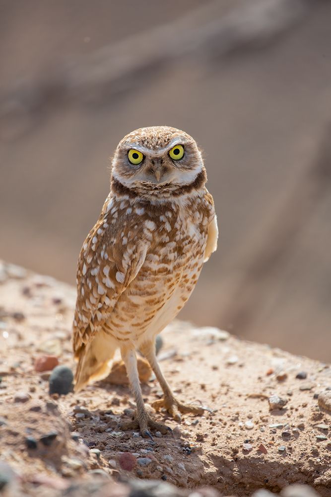 USA-Arizona-Burrowing owl close-up art print by Jaynes Gallery for $57.95 CAD