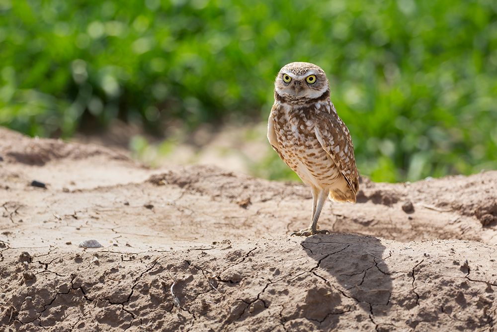 USA-Arizona-Burrowing owl close-up art print by Jaynes Gallery for $57.95 CAD