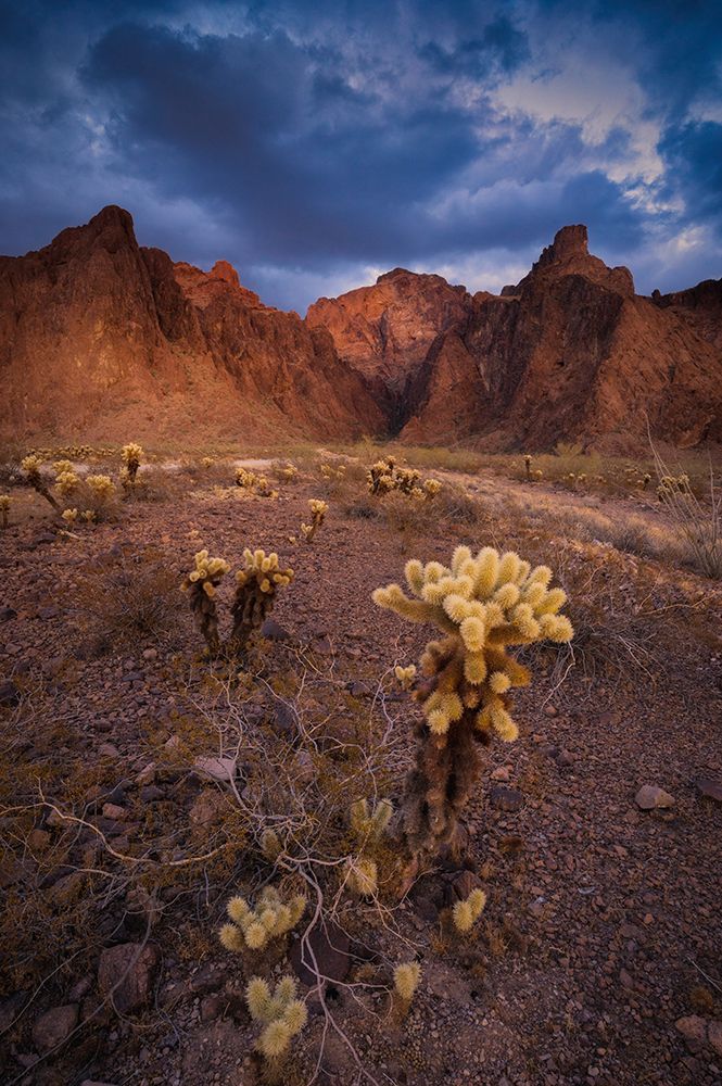 USA-Arizona-Kofa National Wildlife Area-Mountain and desert landscape art print by Jaynes Gallery for $57.95 CAD