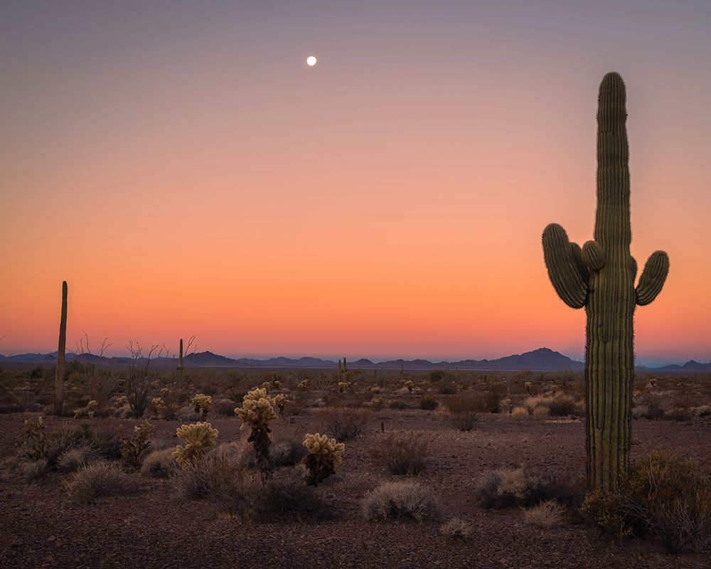 USA-Arizona-Kofa National Wildlife Area-Mountain and desert landscape at sunset art print by Jaynes Gallery for $57.95 CAD