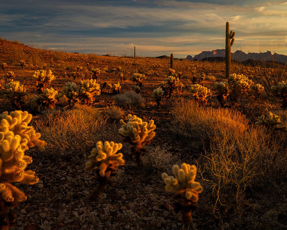 USA-Arizona-Kofa National Wildlife Area-Mountain and desert landscape at sunrise art print by Jaynes Gallery for $57.95 CAD