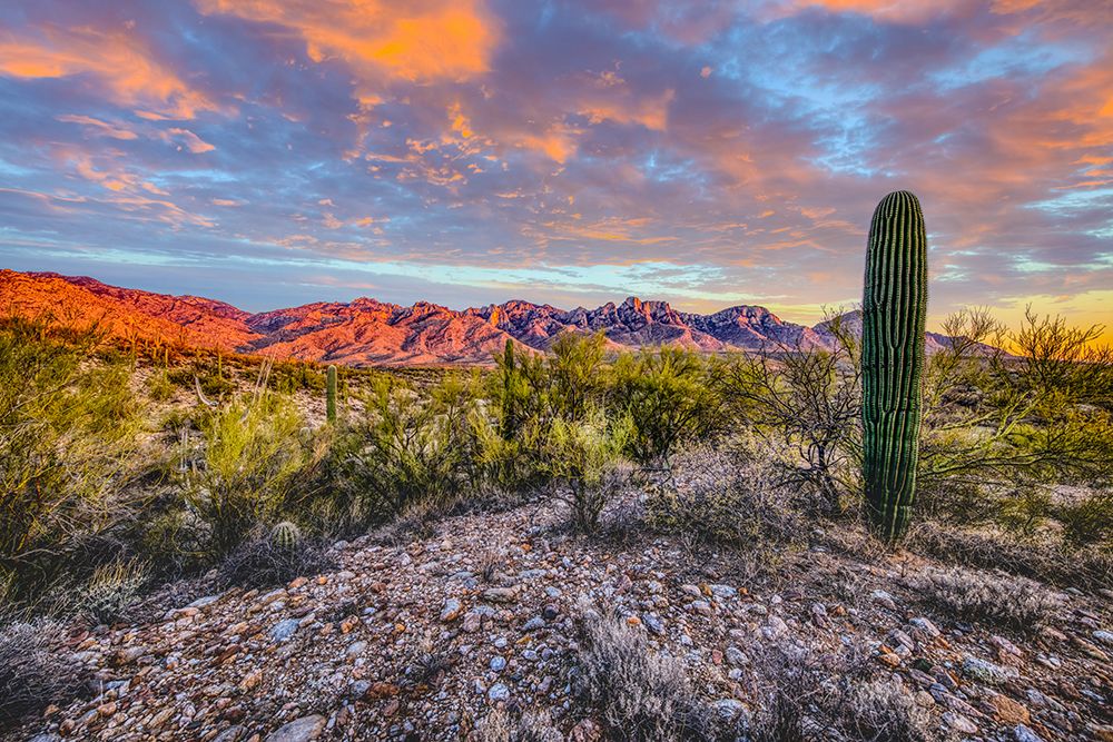 USA- Arizona- Catalina State Park. Sunset landscape with Catalina Mountains and desert. art print by Jaynes Gallery for $57.95 CAD