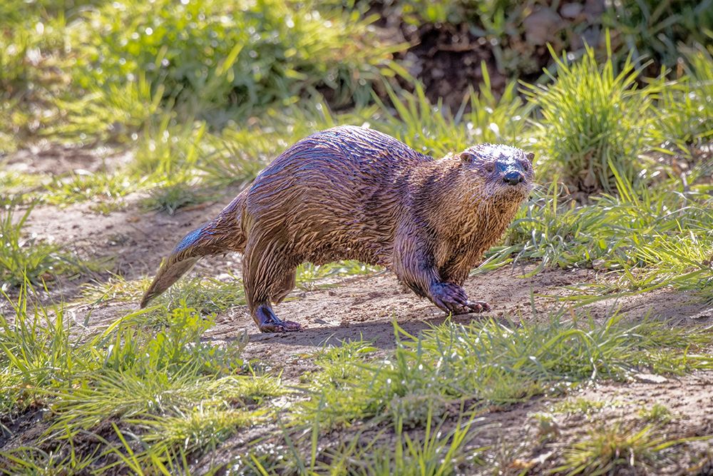USA-Arizona-Dead Horse State Park. North American river otter close-up. art print by Jaynes Gallery for $57.95 CAD