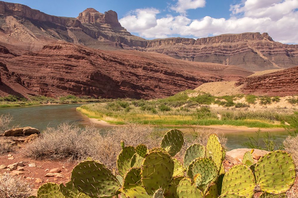 USA-Arizona-Grand Canyon National Park Landscape with cacti and Colorado River art print by Jaynes Gallery for $57.95 CAD