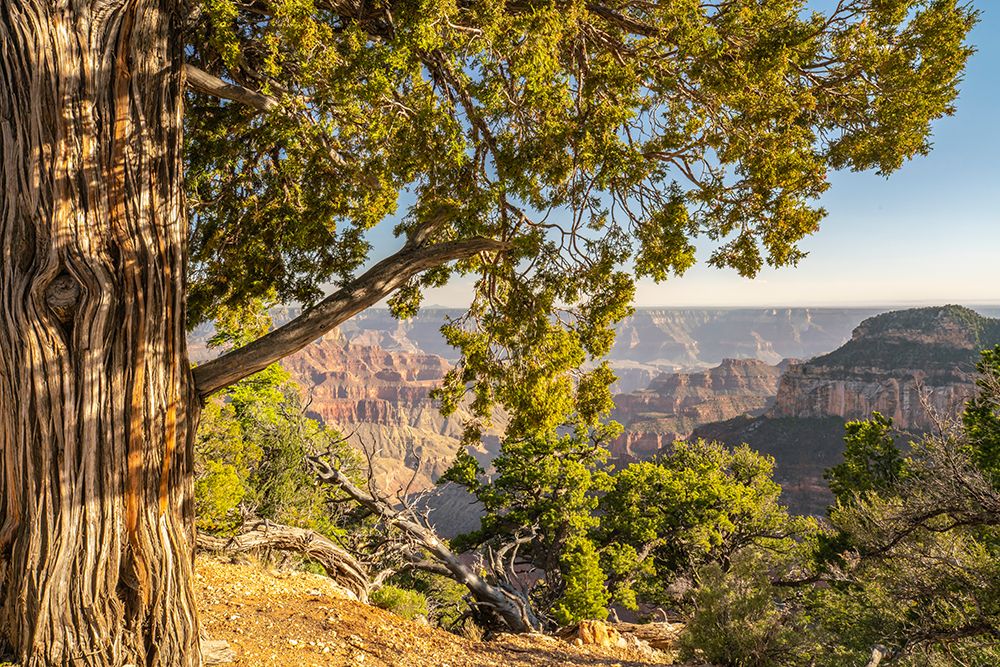 USA-Arizona-Grand Canyon National Park Landscape from North Rim of Bright Angel Point art print by Jaynes Gallery for $57.95 CAD