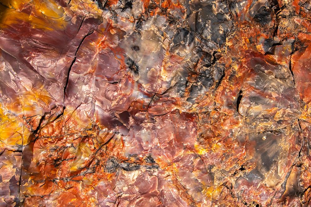 USA-Arizona-Petrified Forest National Park Close-up of petrified tree art print by Jaynes Gallery for $57.95 CAD