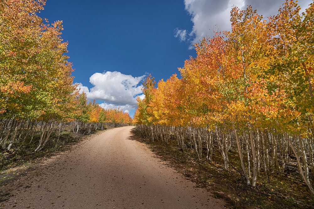 USA-Arizona-Grand Canyon National Park Autumn aspens line road on North Rim art print by Jaynes Gallery for $57.95 CAD