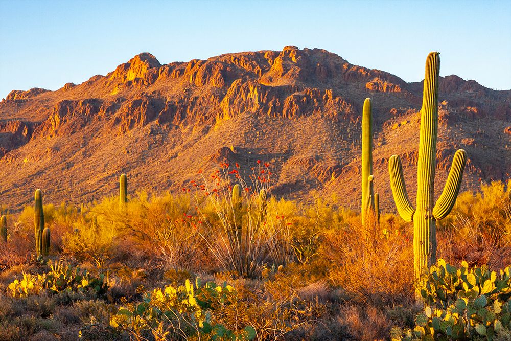 USA-Arizona-Sonoran Desert Tucson Mountains and saguaro cactus art print by Jaynes Gallery for $57.95 CAD