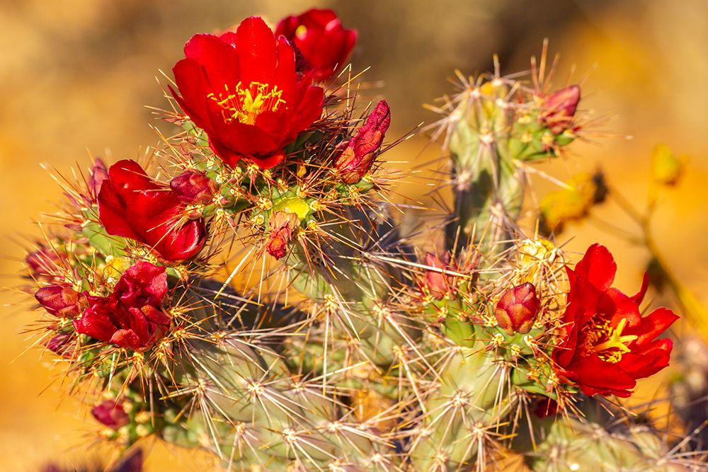 USA-Arizona-Saguaro National Park Close-up of cholla cactus flowers art print by Jaynes Gallery for $57.95 CAD