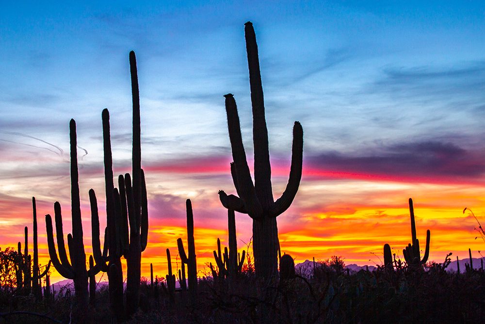 USA-Arizona-Saguaro National Park Saguaro cacti silhouettes at sunset art print by Jaynes Gallery for $57.95 CAD