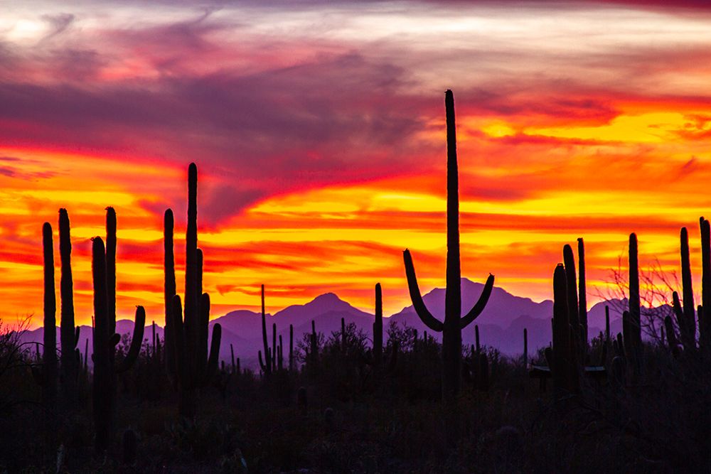 USA-Arizona-Saguaro National Park Saguaro cacti and mountain silhouette at sunset art print by Jaynes Gallery for $57.95 CAD