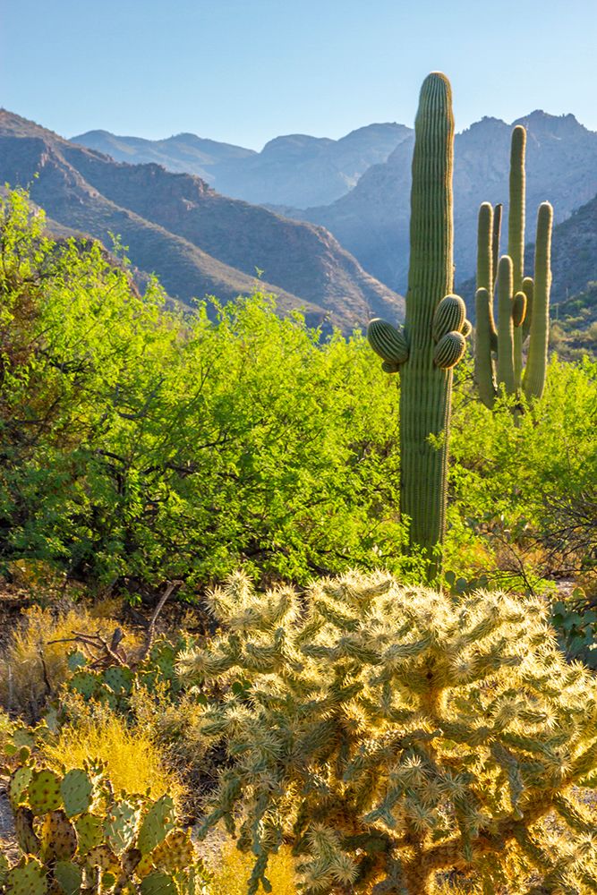 USA-Arizona-Sabino Canyon Desert landscape with saguaro and cholla cactus art print by Jaynes Gallery for $57.95 CAD