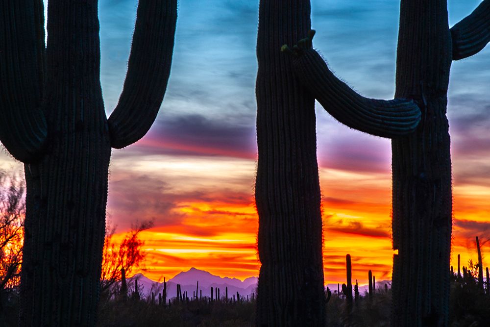 USA-Arizona-Saguaro National Park Saguaro cacti silhouettes at sunset art print by Jaynes Gallery for $57.95 CAD