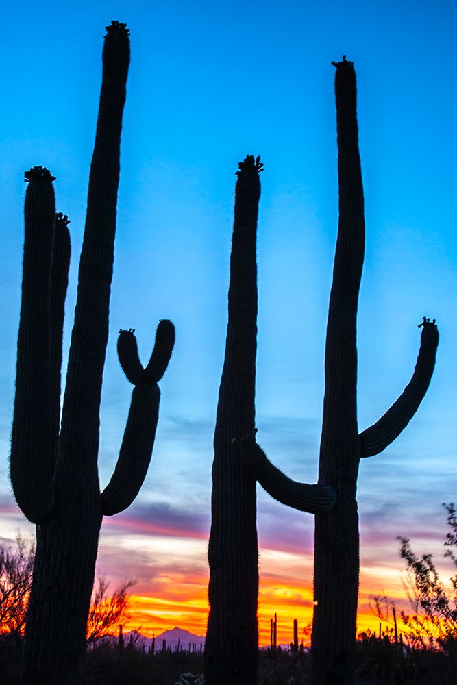 USA-Arizona-Saguaro National Park Saguaro cacti silhouettes at sunset art print by Jaynes Gallery for $57.95 CAD