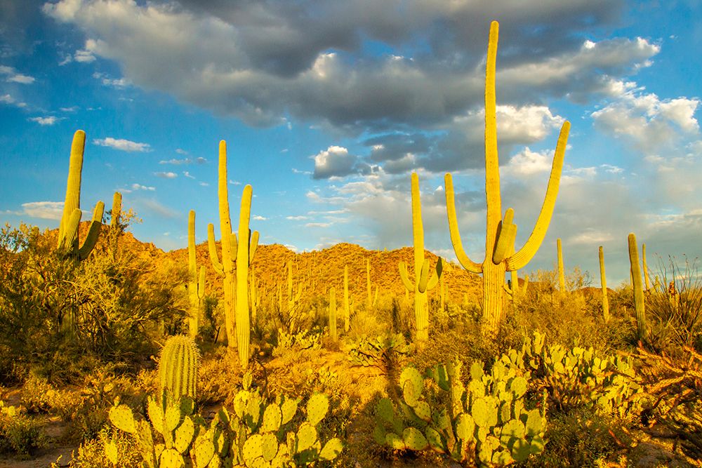 USA-Arizona-Tucson Mountain Park Sonoran desert landscape art print by Jaynes Gallery for $57.95 CAD