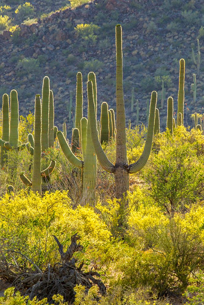 USA-Arizona-Saguaro National Park Sonoran Desert landscape art print by Jaynes Gallery for $57.95 CAD