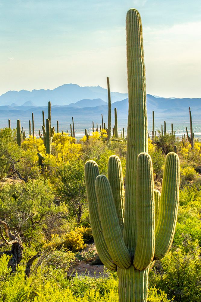 USA-Arizona-Saguaro National Park Sonoran Desert landscape art print by Jaynes Gallery for $57.95 CAD