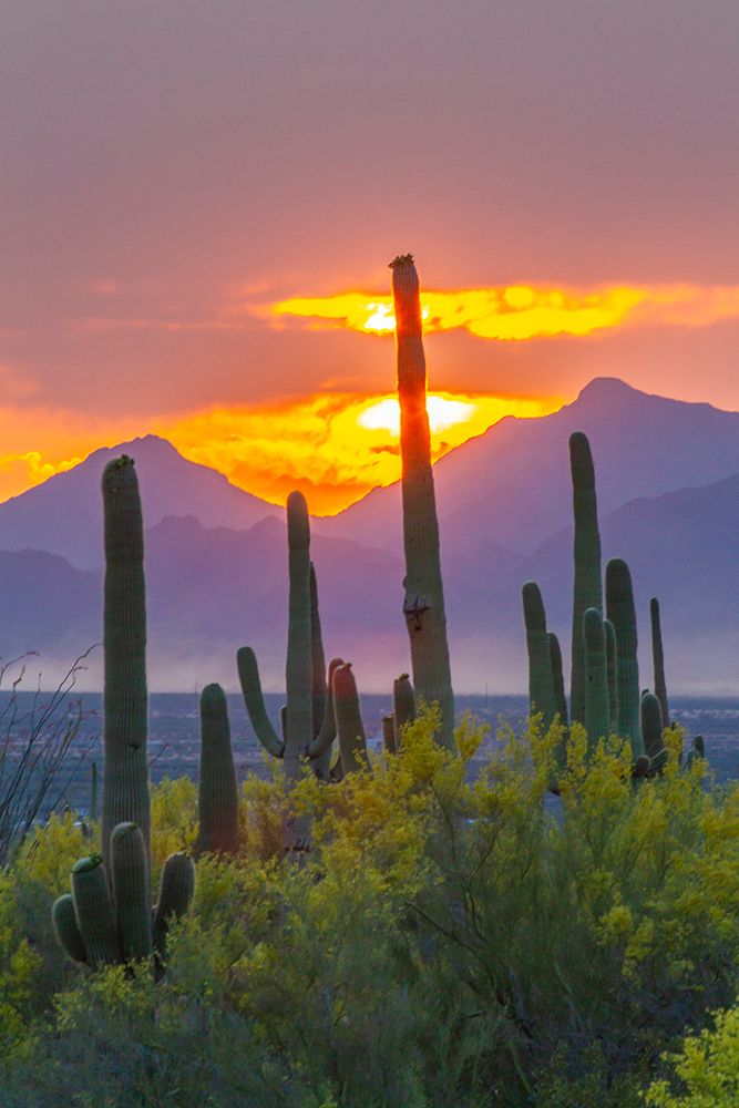 USA-Arizona-Saguaro National Park Sonoran Desert and mountains at sunset art print by Jaynes Gallery for $57.95 CAD