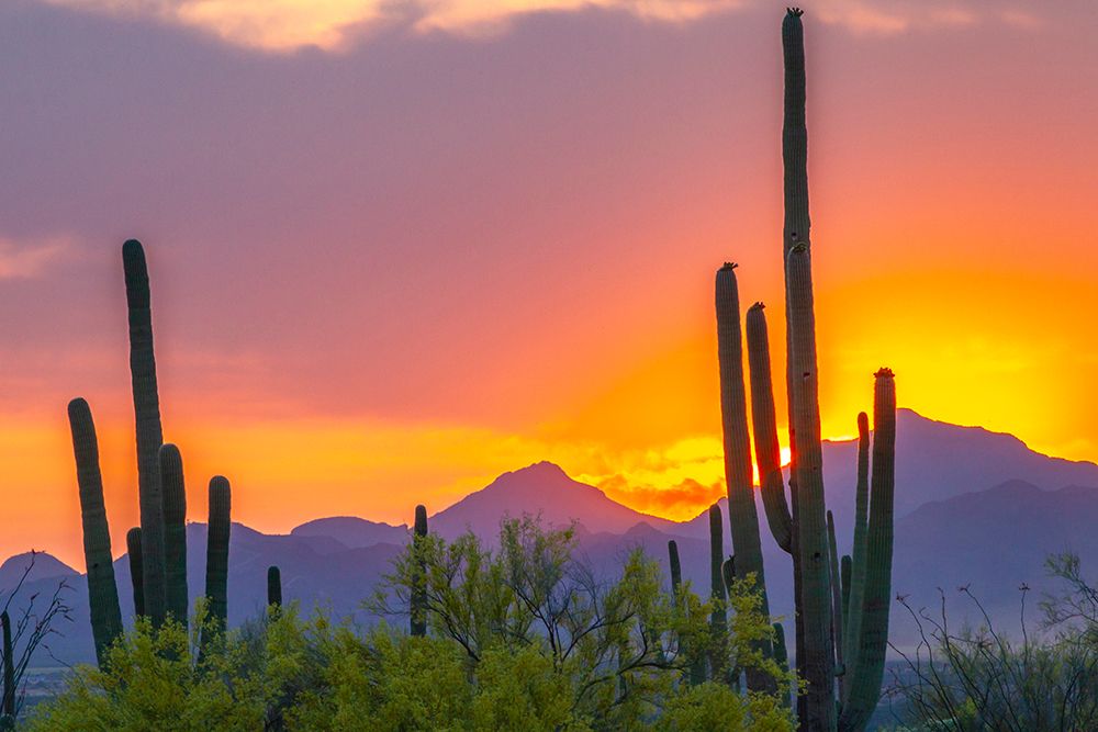 USA-Arizona-Saguaro National Park Sonoran Desert and mountains at sunset art print by Jaynes Gallery for $57.95 CAD