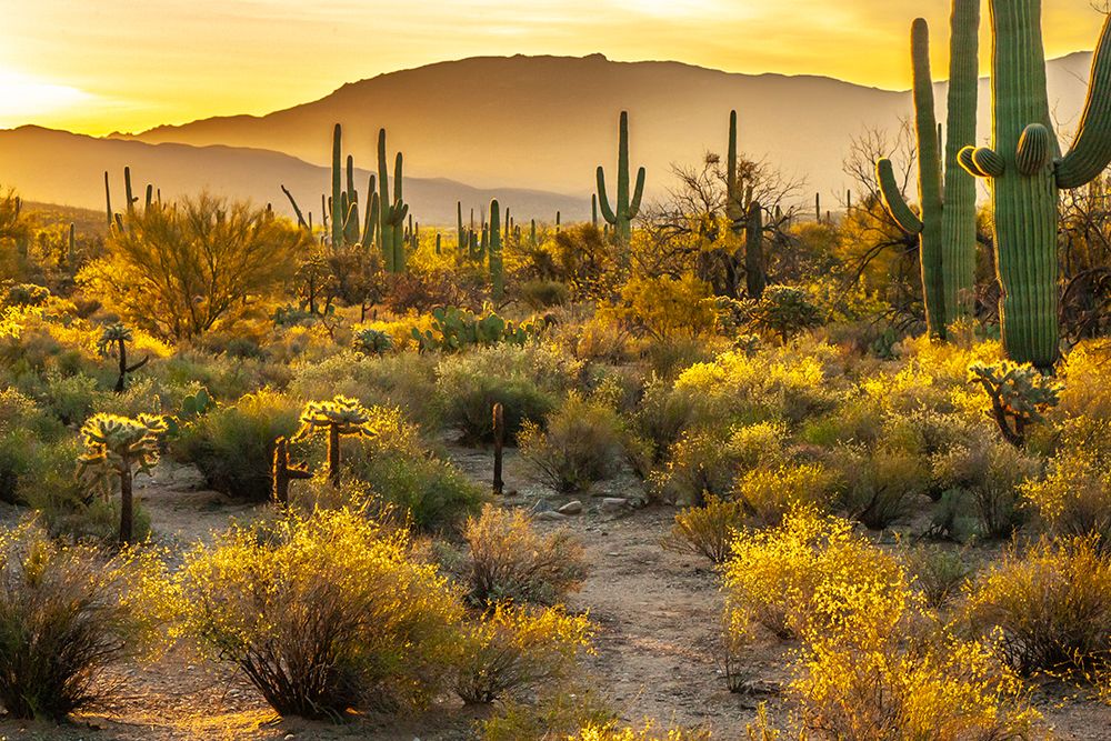 USA-Arizona-Sabino Canyon Sonoran Desert landscape with cacti and mountains art print by Jaynes Gallery for $57.95 CAD