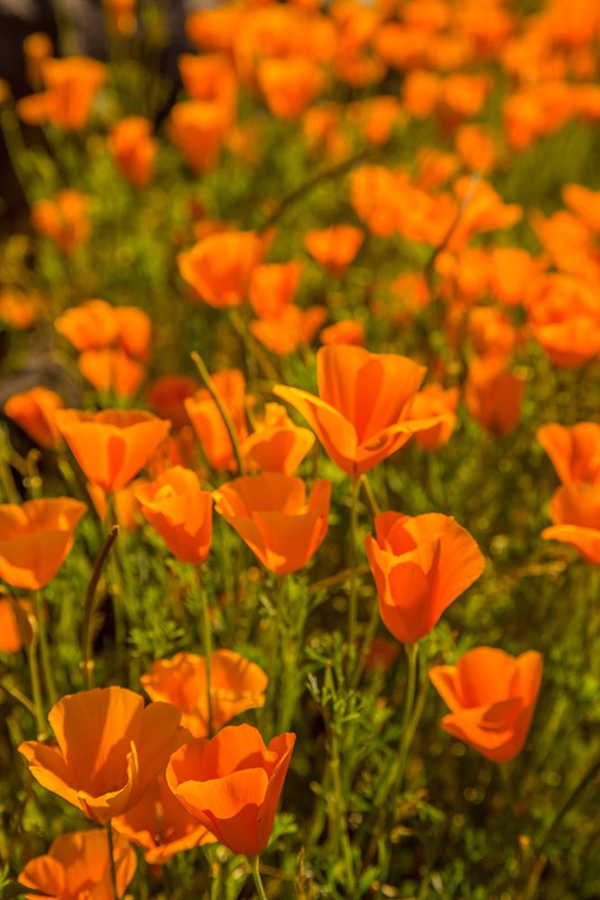 USA-Arizona-Peridot Mesa Close-up of poppies in bloom art print by Jaynes Gallery for $57.95 CAD