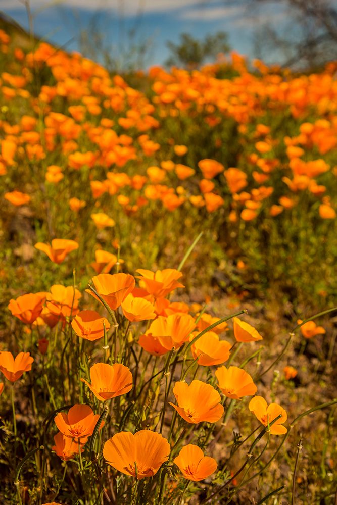 USA-Arizona-Peridot Mesa Close-up of poppies in bloom art print by Jaynes Gallery for $57.95 CAD
