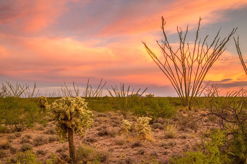 USA-Arizona-Santa Cruz County Sunset on desert landscape art print by Jaynes Gallery for $57.95 CAD