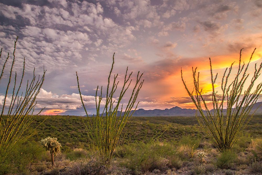 USA-Arizona-Santa Cruz County Sunset on desert art print by Jaynes Gallery for $57.95 CAD