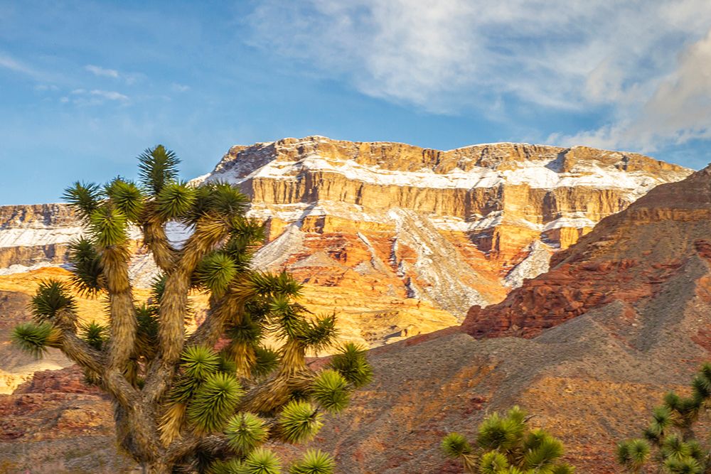 USA-Arizona-Virgin Mountains Winter landscape with mountain and Joshua trees art print by Jaynes Gallery for $57.95 CAD
