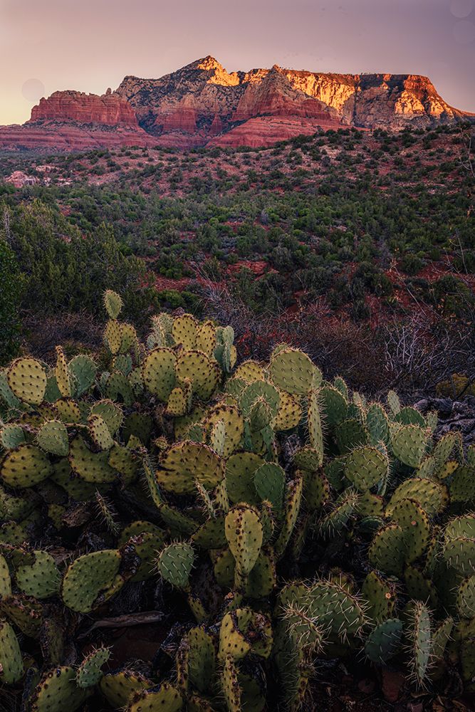 USA, Arizona. Cacti in desert and mountain landscape. art print by Jaynes Gallery for $57.95 CAD