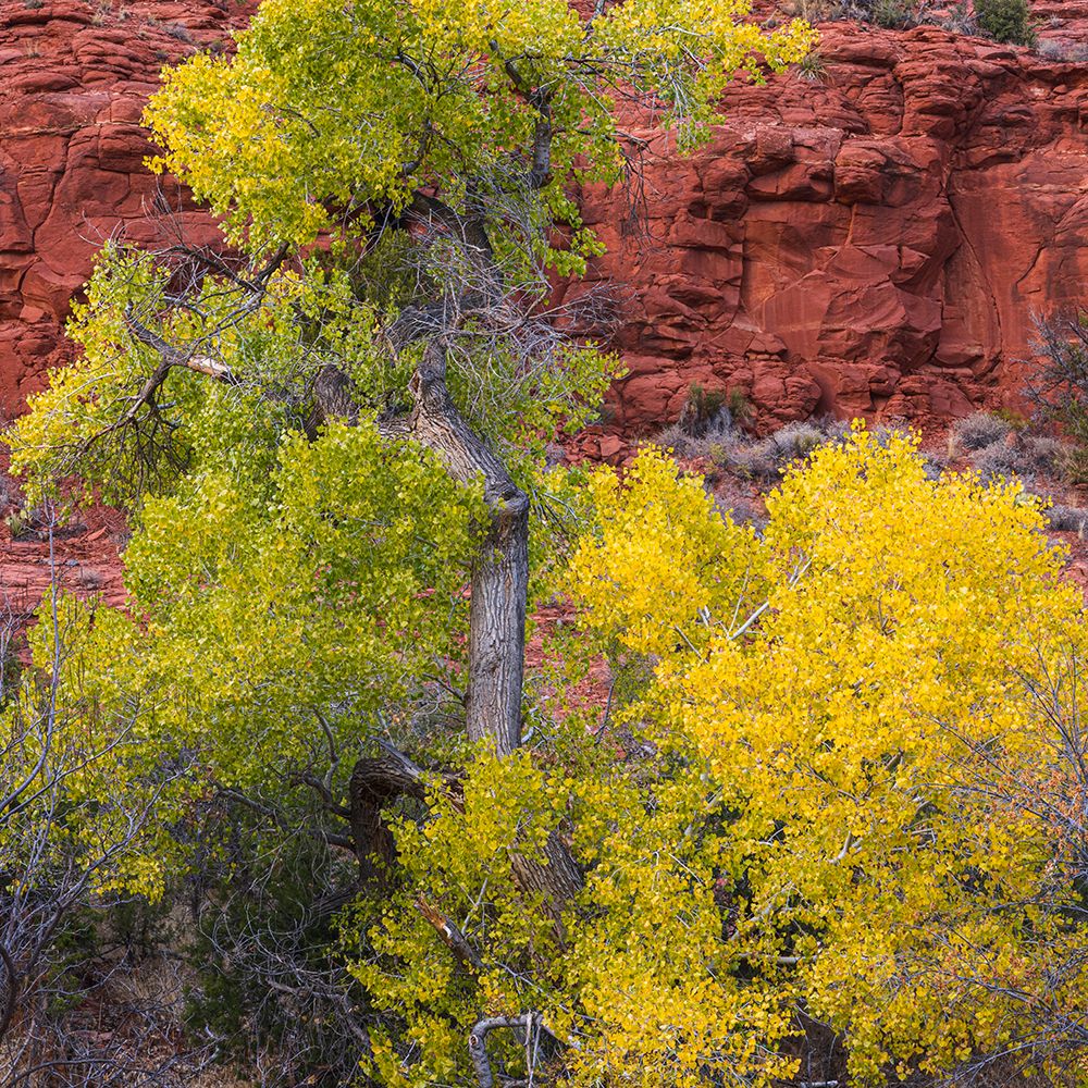 USA, Arizona. Cottonwood trees in autumn. art print by Jaynes Gallery for $57.95 CAD