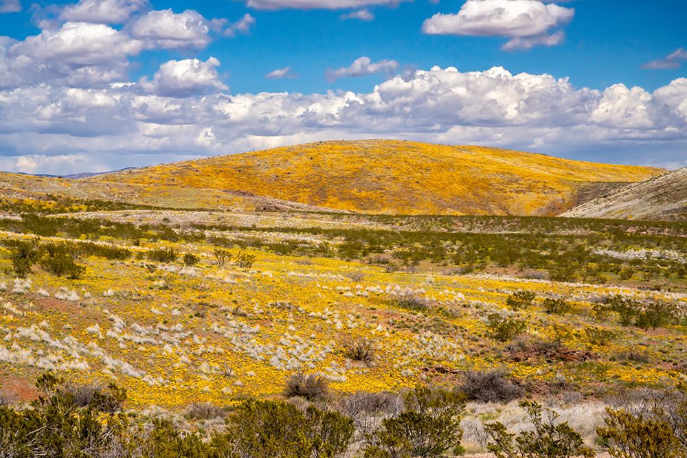 USA, Arizona, Graham County. Landscape with Mexican and California poppies. art print by Jaynes Gallery for $57.95 CAD
