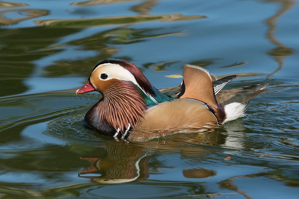 Arizona A male Mandarin Duck and reflection art print by Brenda Tharp for $57.95 CAD