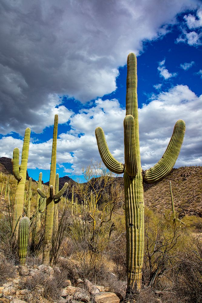 Saguaro Cactus in the Santa Catalina Mountains in Coronado National Forest in Tucson-Arizona-USA art print by Chuck Haney for $57.95 CAD