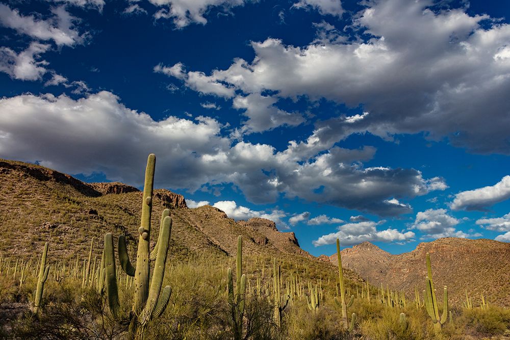 Saguaro Cactus in the Santa Catalina Mountains in Coronado National Forest in Tucson-Arizona-USA art print by Chuck Haney for $57.95 CAD