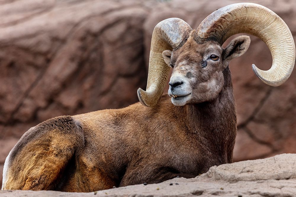 Desert Bighorn Sheep Ram at the Arizona Sonoran Desert Museum in Tucson-Arizona-USA art print by Chuck Haney for $57.95 CAD