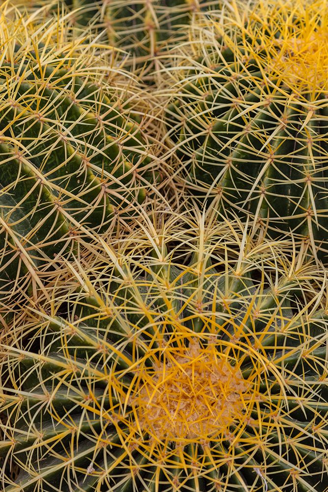 Golden Barrel Cactus at the Arizona Sonoran Desert Museum in Tucson-Arizona-USA art print by Chuck Haney for $57.95 CAD